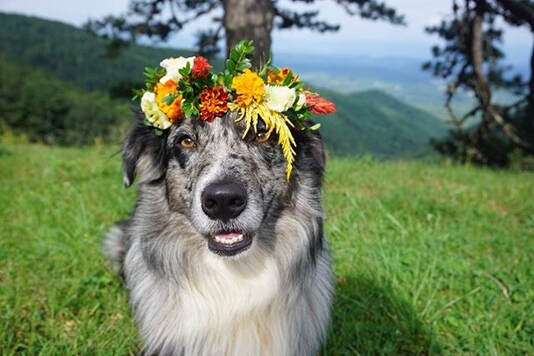 Dog Flower Crown 